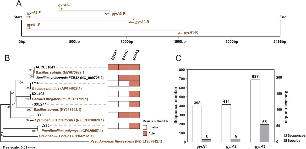 Display of the ability of the three primer pairs to amplify gyrA gene for seven Bacillus strains. (A) The position of gyrA amplicons obtained by primer pairs gyrA1, gyrA2 and gyrA3. (B) PCR amplification of seven Bacillus strains using three gyrA gene primer pairs. The orange square indicates that the target gene of gyrA was amplified by the indicated primer pair, and the white square indicates that it was not. The phylogenetic tree was constructed based on the complete 16S rRNA (1358bp) (Dataset S1) by using Neighbor-Joining method in MEGA 5.05 software. The reliability of clades was tested by the 1000 bootstrap replications. (B) Display of the results of the computer simulation amplification ability of the three gyrA gene primer pairs using the Bacillus database. The white columns represent number of sequences in the database that were matched by the primers, while the grey columns represent number of Bacillus species identified by the primer pair (Table S3). The database sequences were downloaded from NCBI genome database (Table S2).