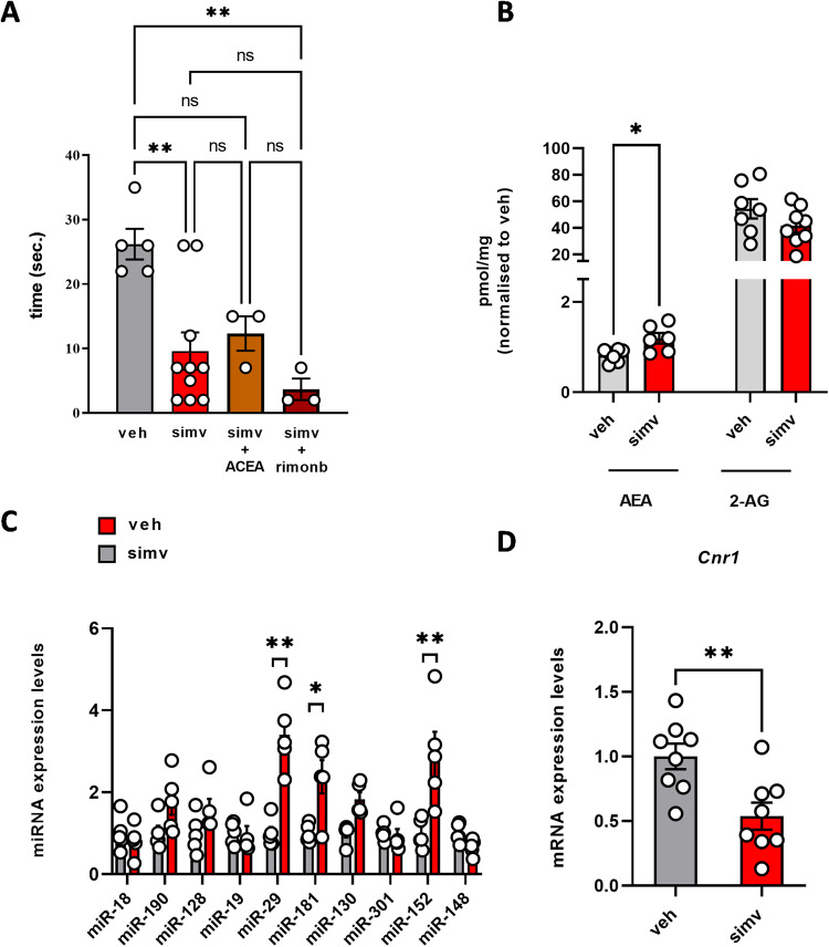 Effect of simvastatin in skeletal muscles of C57BL/6 mice.Bar graph with individual points showing the (A) grip test reported as the latency of mice to drop the weight (B) levels of AEA and 2-AG, (C) expression levels of miRNA targeting Cnr1 in gastrocnemius of control and simvastatin-treated mice and (D) mRNA expression levels of Cnr1 in gastrocnemius of control and simvastatin-treated mice. Each bar is the mean ± S.E.M. from five independent biological samples. * = p ≤ 0.05; **= p ≤ 0.01 versus the indicated experimental groups.
