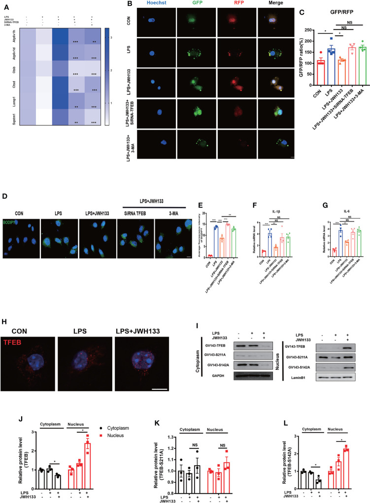 (A) U87 cells incubated with 5 mM of 3-MA and 1 μM of JWH133 for 1 h and then stimulated with 100 ng/mL of LPS for 6 h. U87 cells in the LPS+JWH133+SiRNA-TFEB group, mediated by SiRNA–TFEB for 48 h before treatment, collected for Q-PCR analysis (Sqstm1, Lamp1, Ctsd, Ctsb, Atp6v1d, Atp6v1h, and LPS+JWH133+SiRNA-TEEB LPS+JWH133+3-MA compared with LPS+JWH133; Statistical difference indicated in the figure; means±SEM, for 4 independent experiments). (B, C) U87 cells used in experiments 4 d after infection with the RFP-GFP-MAP1LC3B adenovirus. Cells treated using the same procedure as before. Determination of the relative GFP-to-RFP ratio (for 4 independent experiments, scale bar=20 μm). (D, E) BODIPY staining and statistical data for U87 cells (for 4 independent experiments, scale bar=20 μm). (F, G) Q-PCR analysis of IL-1β and IL-6 (means±SEM, for 4 independent experiments). (H) U87 cells tested for TFEB expression by using immunofluorescence (Scale bar=50 μm). (I–L) Transfection of GV143-TFEB, GV143-S211A, and GV143-S142A plasmids into U87 cells, cytoplasmic nucleoprotein extraction, and Western blot detection. Data shown in the figure (means±SEM, for 3 independent experiments). NS means not significant, * P < 0.05, ** P < 0.01, *** P < 0.001 compared with the corresponding group, as determined by two-way ANOVA, F (2,12) TFEB Interaction=22.83; F (2,12) TFEB -S211A Interaction= 0.05; F (2,12) TFEB -S142A Interaction= 24.81, followed by Tukey’s post hoc test.