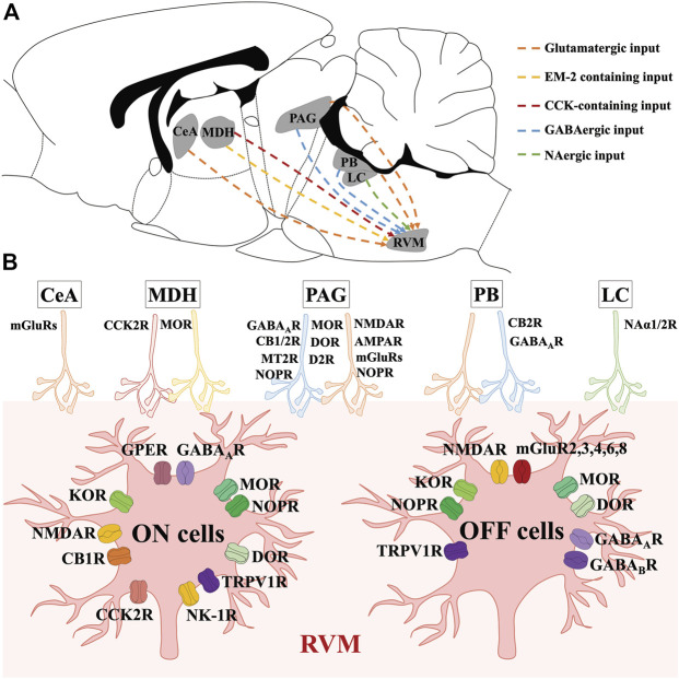 Molecular characteristics of neural circuits and transmitters modulating RVM ON and OFF cells. (A) shows the anatomical location of nucleus and neural circuits projecting to the RVM ON and OFF cells in the mouse brain. (B) shows the transmitters and receptors which participate in modulating RVM ON and OFF cells. CeA mainly act on glutamate receptors to exert modulations on RVM ON and OFF cells. By binding to MOR and CCK2R, DMH EM-2 containing inputs and CCK-containing inputs modulate RVM ON and OFF cells. Via acting on opioid, cannabinoid, GABA, glutamate, dopamine, TRPV1, and melatonin receptors, PAG GABAergic and glutamatergic inputs modulate RVM ON and OFF cells. PB GABAergic and glutamatergic neurons modulate RVM ON and OFF cells by binding to cannabinoid, and GABA receptors. LC NAergic neurons act on Naα receptors to modulate RVM ON and OFF cells.