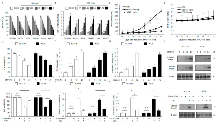 The anti-proliferative effects of CBD on colorectal cancer cells and xenograft mouse model. (A,B): Cell viability and cytotoxicity were evaluated in CBD-treated colorectal cancer cell lines (HCT116, HT29, DLD1, LoVo, and KM12C) using the WST-1 and LDH assays, respectively, after 24 h at the indicated concentrations (0, 0.1, 0.25, 0.5, 0.75, and 1 µM). (C,D): A xenograft model was established by subcutaneously implanting 1 × 107 HCT116 cells into the right dorsal flank of nude mice (n = 10/group). Treatment with CBD (0.5 and 1 mg/kg) was performed through intraperitoneal administration twice per week. We monitored the body weights of the xenograft mice models twice weekly throughout the experiment. (E–H) Following treatment with 0.5 μM CBD at indicated time points (0, 8, 16, and 24 h), after which we conducted several experiments, including analyses of caspase-3 activity, LDH release, and WST-1 viability. Western blot analysis indicated time-dependent cleavage of caspase-9 and -3 in HCT116 and HT29 cells following CBD treatment; *, p < 0.05. The protein levels were normalized using β-actin. (I–L) HCT116 and HT29 cell lines were first pre-incubated with Z-VAD-FMK (50 μM) for 4 h and then treated with CBD (0.5 µM) for 24 h. We then conducted a series of biological experiments, such as WST-1, LDH assay, and caspase-3 activity; *, p < 0.05, n.s = no significance. The presence of cleaved caspase-3 was determined via Western blot assay, utilizing a cleaved caspase-3 antibody. The protein levels were normalized using β-actin.