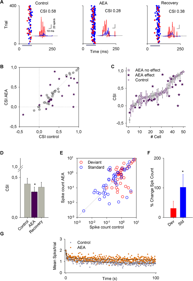 Effect of anandamide (AEA) on the activity of inferior colliculus (IC) neurons. (A) Typical recording of an IC neuron under an oddball stimulation paradigm before (control), during (AEA) and after (recovery) an i.v. application of AEA. (For this neuron, the standard frequency was 2105 Hz and the deviant frequency was 1724 Hz.) Application of AEA decreased the CSI from 0.58 to 0.28. For this and subsequent figures, the gray horizontal bars indicate the duration of sound stimulation and asterisks indicate a P-value less than 0.05. The insets are PSTHs that represent the mean response to the oddball sequence, in all conditions showing a significantly larger neuronal response to the deviant tone (red) than to the standard (blue). (B) Scatter plot of the CSI in control condition versus drug application. It can be seen that the CSI of most neurons decreases. (C) Bootstrapping analysis for each neuron. White dots indicate the control CSI and stars indicate the AEA application (purple stars: significant change; white stars: no change). (D) Bars represent the average value ± SE of the change for the population that had significant changes in the CSI. (E) Scatter plot of the spike count in the control condition versus AEA application for standard (blue dots) and deviant (red dots) stimuli. (F) Percent change in the responses to deviant and standard stimuli (vertical bars represent the % change ± SE). The AEA significantly increases the response to the standard stimulus. (G) Time course of adaptation for the mean response to the standard frequency for each position (time) in the oddball sequence of neurons significantly affected by anandamide. The baseline (gray circles) and anandamide data (orange circles) had fast and slow decay components and a steady-state component that were fitted by a double exponential function (black lines).