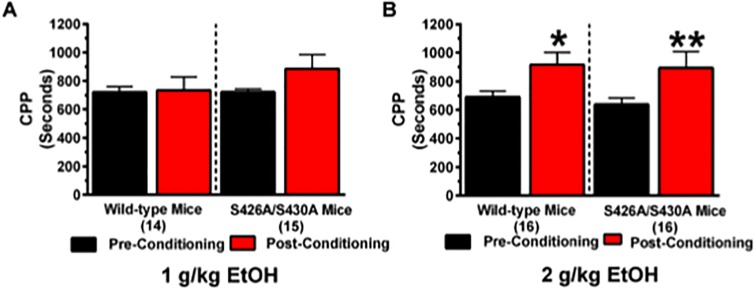 S426A/S430A mutants show normal conditioned place preference for ethanol.CPP for 1 and 2 g/kg of ethanol was examined in S426A/S430A mutants and wild-type littermates. Pre-conditioning (black bars) and post-conditioning (red bars) place preference was measured before and after eight days of place preference conditioning for (A) 1 and (B) 2 g/kg of ethanol. Error bars represent the SEM and data analyses were performed using a two-way repeated measures ANOVAs with Bonferroni post-hoc tests (*p<0.05). Sample sizes for each group are in parentheses.