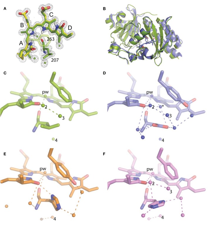 Structural analysis of WiPhy2 and its water network. (A) BV A-ring methyl in both conformations (green and yellow) and adjacent waters in the WiPhy2 structure. Mesh corresponds to the 2mFo-DFc electron density map contoured at 1.0 σ and displayed within a radius of 1.6 Å from the chromophore, the waters, or L207. (B) Overall structural alignment between DrCBDmon (PDB ID: 4IJG, blue) and WiPhy2 (green). (C) WiPhy2 H-bonding network loss in comparison to (D) the native sequence monomer (PDB ID: 4IJG), (E) the D207H variant (PDB ID: 3S7O, orange), and (F) the subsequent addition of the Y263 to create WiPhy (PDB ID: 3S7Q, violet). All waters within 5 Å of any atom within residue 207 are shown as spheres, and H-bonds of up to 3.8 Å are shown between any of the atoms in this set plus the –OH group of BV A-ring or Y263.