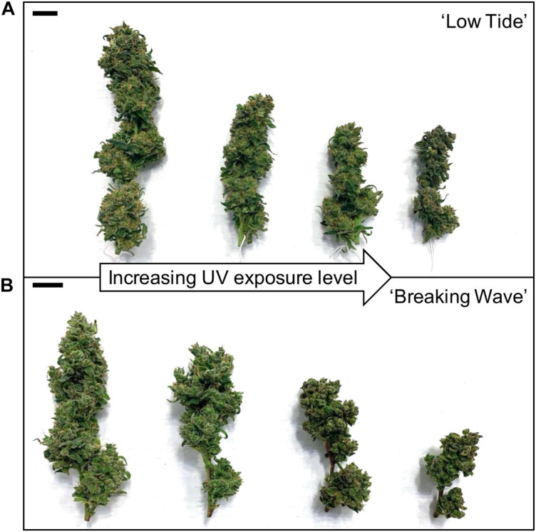 The apical inflorescences of representative (A) ‘Low Tide’ and (B) ‘Breaking Wave’ Cannabis sativa plants grown under (from left to right) minimum, low, moderate, and high UV exposure levels. Images were taken at harvest (i.e., 9 weeks after the initiation of UV treatments). The black scale bar at the upper left of each image is 2.0 cm.