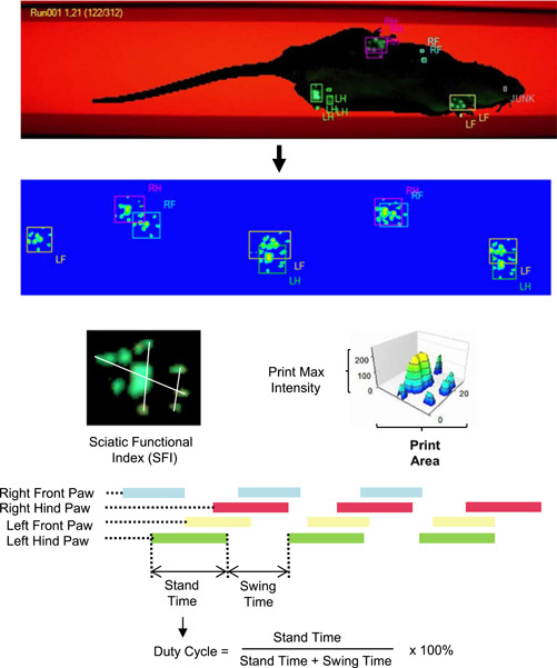 Characterization of studied pain‐related gait parameters in the CatWalk XT gait analysis system: dynamic gait parameters (stand time, swing time, duty cycle) and static gait parameters (print area; max intensity; sciatic functional index). [Color figure can be viewed at wileyonlinelibrary.com]