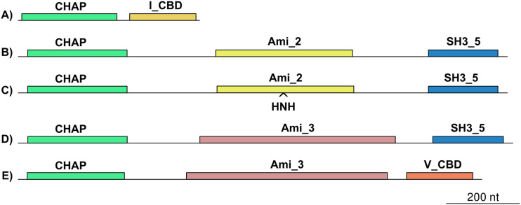 Endolysin domain organization. CHAP, cystine histidine amidopeptide hydrolase; Ami_2 and Ami_3, Amidase_2 and Amidase_3, respectively; I_CBD, V_CBD and SH3_5, cell wall binding domains.