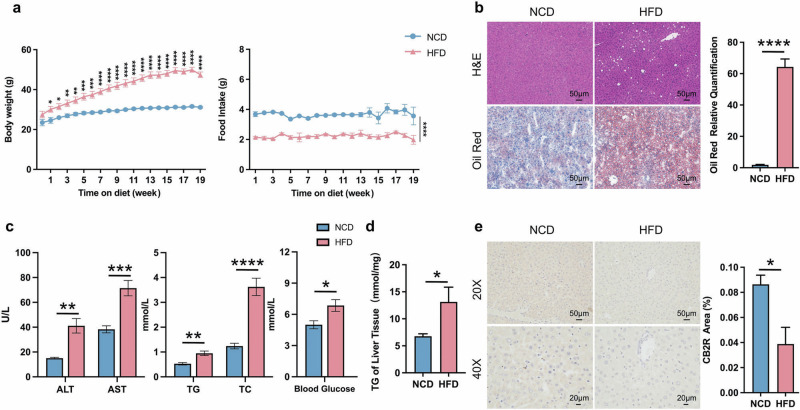 The decreased expression of hepatic CB2R in HFD induced NAFLD mice.a The body weight and food intake of WT mice with NCD or HFD throughout the experimental period were recorded. b The Representative images (200×) of H&E or Oil red O staining, and the morphometric analysis of Oil red O staining for quantification. c The comparison of serum levels of transaminases (ALT, AST) and lipid parameters (TG, TC), and blood glucose between WT mice with NCD or HFD. d The comparison of liver homogenate levels of TG. e Immunohistochemically labeled with CB2R of mice liver sections and quantitative analysis (200×, 400×). Note: Data were given as mean ± SEM. n: (a), n = 8 per group; (b), n = 4 per group; (c, d), n = 6 per group; (e), n = 3 per group. *P < 0.05; **P < 0.01; ***P < 0.001; ****P < 0.0001. NCD normal control diet, HFD high fat diet, WT wild type, CB2R cannabinoid-2 receptor, NAFLD nonalcoholic fatty liver disease, H&E hematoxylin & eosin, ALT alanine transaminase, AST aspartate transferase, TC total cholesterol, TG triglyceride, SEM standard error of mean.