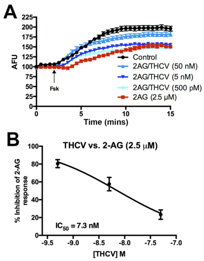 THCV inhibits 2-AG-mediated inhibition of adenylyl cyclase, but less potently than inhibition of neurotransmission. (A) Sample time courses from one set of experiments showing effects of drug combinations on forskolin-induced increases in cAMP in HEK293 cells transfected with mCB1 and the pink Flamindo cAMP indicator. (B) Summary cAMP responses show a concentration-dependent inhibition of 2-AG, with an IC50 of 7.3 nM.
