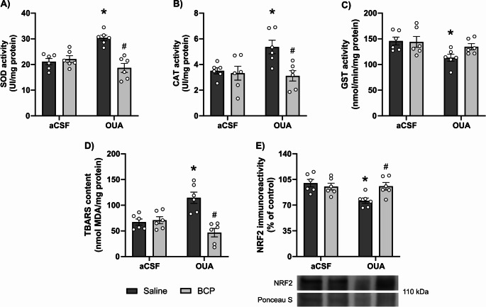 Effect of BCP on oxidative stress markers and antioxidant defenses in hippocampus of OUA-infused animals. A–C Enzymatic activities of superoxide dismutase (SOD; A), catalase (CAT; B), and glutathione S-transferase (GST; C). D Levels of lipid peroxidation, assessed by TBARS content. E Representative Western blot and quantification of NRF2 immunoreactivity normalized to Ponceau S staining. Data are expressed as mean ± standard error of the mean (SEM); n = 6 animals per group. *p < 0.05 vs. aCSF + Saline; #p < 0.05 vs. OUA + Saline (two-way ANOVA followed by Tuckey’s post hoc test)