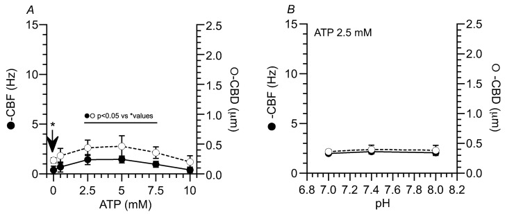 (A) The effects of ATP concentration on CBF and CBD in isolated cilia. ATP increased the CBF and CBD in a concentration-dependent manner. As the ATP concentration increased from 0 mM to 5 mM, the CBF and CBD increased; however, at ATP concentrations higher than 7.5 mM, the CBF and CBD decreased. The CBF and CBD showed a similar ATP concentration dependency. (B) Effects of pH on the CBF and CBD in isolated cilia reactivated by ATP (2.5 mM). In isolated cilia activated by 2.5 mM ATP, the CBF and CBD were not changed by the elevation in pH from 7.0 to 8.0. The arrow shows the CBF and CBD of cilia without ATP stimulation. The CBFs and CBDs with ATP were compared with * values.