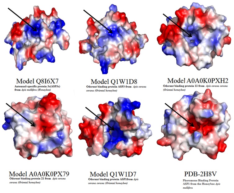 Electrostatic surfaces of six structures from phylogenetic tree depicting the charge variation in the structures.
