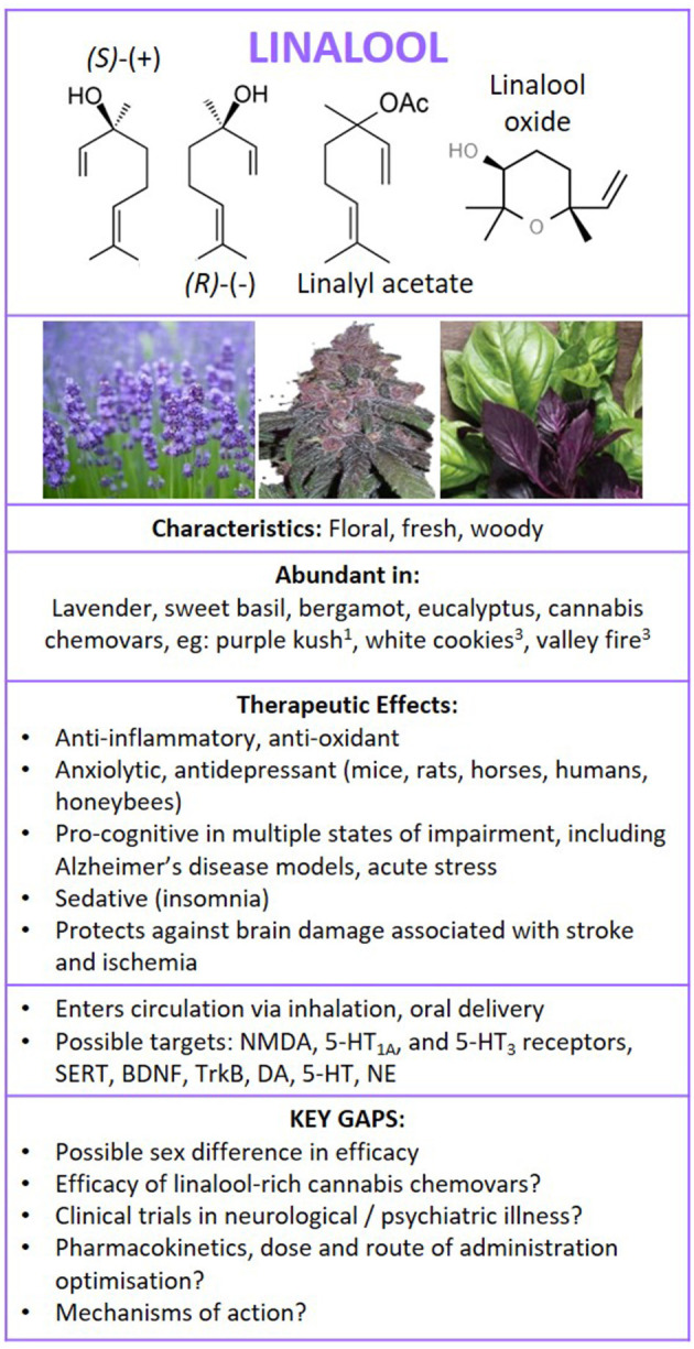 Structure of linalool isomers and derivatives. Summary of findings following literature search on the therapeutic effects of linalool in neurological and psychiatric illness, and brain health. 1Booth et al. (25) and 3Zager et al. (27). NMDA, glutamatergic N-methyl-D-aspartate receptor; 5HT1A, serotonin 5-HT1A receptor; 5HT3, serotonin 5-HT3 receptor; SERT, serotonin transporter; BDNF, brain-derived neurotrophic factor; TrkB, Tropomyosin receptor kinase B; DA, dopamine; 5-HT, serotonin; NE, norepinephrine.