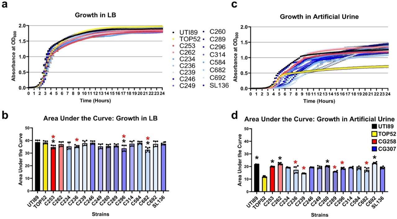 Growth of multidrug resistant (MDR) Klebsiella pneumoniae (Kp).CG307 and CG258 strains, and control strains TOP52 and UTI89 were grown in (a, b) rich media (LB) and (c, d) artificial urine media. Significance was determined with a Kruskal-Wallis and Dunn’s test, with black stars indicating comparison against strain TOP52 and red stars indicating comparison against strain UTI89; p = *:<0.05. All experiments were performed with two biological and three technical replicates.