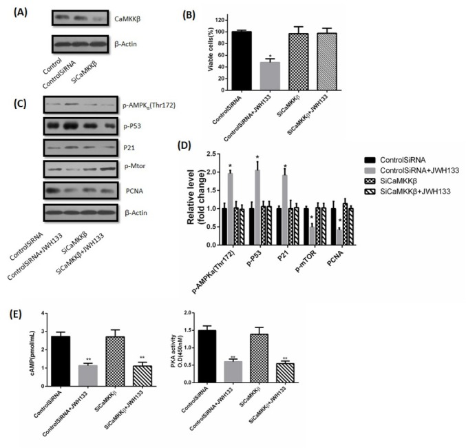 JWH133 activated AMPK via CaMKKβ. (A) C6 cells were transfected with small interfering control RNA (Control SiRNA) or CaMKKβ RNA (SiCaMKKβ) for 24 h. CaMKKβ and β-Actin expression levels were detected by Western blot. CaMKKβ knocked down cells were used for further experiments. The image was representative of three different experiments. (B) Effect of JWH133 (5 μM) on the viability (48 h) of C6 cells transfected with Control SiRNA or SiCaMKKβ. The original western blot images (C) and statistic graphs (D) of p-AMPK (Thr172), p-P53, P21, p-mTOR and PCNA expression in Control SiRNA or SiCaMKKβ-transfected C6 cells administration of JWH133 (5 μM, 48 h). Data were relative density to that in Control SiRNA group. (E) The effects of JWH133 on cAMP content and PKA activity had nothing to do with CaMKKβ. Data were mean ± SEM from three replicate experiments, *P<0.05, **P<0.01 versus Control SiRNA.