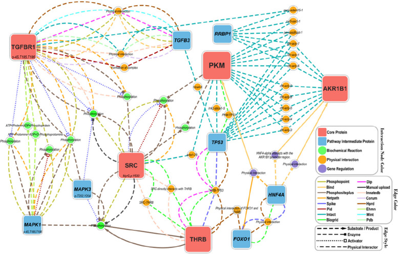 Analysis of the shortest interaction paths and regulatory relationships among core genes. Red rectangles denote core proteins, while blue rectangles denote pathway intermediate proteins that participate in specific signaling or metabolic pathways. Green circles indicate metabolic or modification reactions (for example, phosphorylation), and orange circles indicate direct protein–protein binding (for example, receptor–ligand or enzyme–substrate interactions). Purple circles indicate regulation of gene expression by transcription factors (for example, activation or inhibition). Edge style specifies the functional type of each interaction between nodes (Substrate/Product, Enzyme, Activator, or Physical Interactor). Edge colors indicate interaction data sources, including Phosphopoint (phosphorylation site database), Bind (binding experiments), Netpath (signaling pathway database), Biogrid/Intact (protein interaction databases), Manual upload, and others