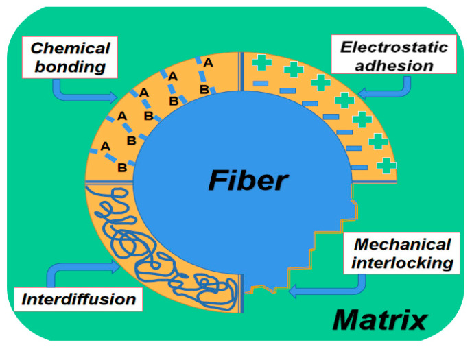 Form of interfacial adhesion between fiber and matrix.