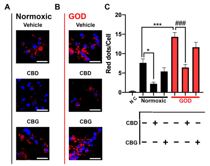 Effect of CBD and CBG on CB2–5HT1A heteromer expression in GOD neurons. (A,B) CB2–5HT1A heteromers were detected by in situ proximity ligation assay (PLA) in primary striatal neurons. Neurons were treated with either 200 nM CBD, 200 nM CBG, or vehicle for 30 min. Thereafter, cells were deprived of glucose and oxygen (GOD) (B) or were kept in aerated complete medium (A) for 4 h. Experiments were performed in samples from 6 different animals. Confocal images (stacks of 3 consecutive panels) were analyzed for assessing the number of red dots/cell. Red dots indicate expression of heteromers. Hoechst-stained nuclei appear in blue. Scale bar: 10 μm. (C) Quantification of the number of dots-clusters/cell was performed using the Andy’s algorithm Fiji’s plug-in. One-way ANOVA followed by Dunnett’s multiple comparison post hoc tests were used for statistical analysis. NC: negative control; * p < 0.05, *** p < 0.001 versus normoxic vehicle, ### p < 0.001 versus GOD vehicle.