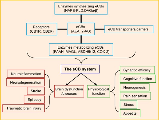 Homeostatic regulation of brain functions by the endocannabinoid (eCB) system in health and disease.N-arachidonoyl ethanolamide (AEA) is synthesized by the enzyme N-acylphosphatidylethanolamine (NAPE)-specific phospholipase D (PLD) and inactivated by the enzyme fatty acid amide hydrolase (FAAH). 2-Arachidonoylglycerol (2-AG) is largely synthesized by the enzymes diacylglycerol lipase α (DAGLα) and DAGLβ and inactivated primarily by monoacylglycerol lipase (MAGL) and other enzymes, including α, β hydrolase 6 and 12 (ABHD6/12) and cyclooxygenase 2 (COX-2). Cannabinoid receptors (CB1R) is expressed in presynaptic terminals and astroglial cells. CB2R is primarily expressed in astroglial cells in the brain. The eCB system contributes to normal physiological and neuropathological processes by homeostatic regulation of brain function.