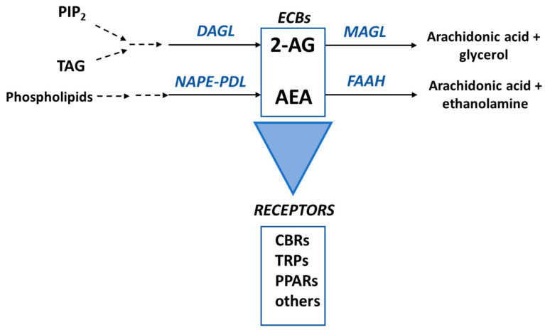 The main components of the endocannabinoid system. The principal enzymes involved in the biosynthesis of 2-arachidonoyl-glycerol (2-AG) and anandamide (AEA) are diacylglycerol lipase (DAGL) and N-acylphosphatidylethanolamine-phospholipase D (NAPE-PLD), respectively. These ECBs are mainly metabolized by monoacylglycerol lipase (MGL) and fatty acid amide hydrolase (FAAH), as shown. ECBs mainly bind to Cannabinoid Type 1 (CB1R) and Cannabinoid Type 2 (CB2R) receptors to exert their functions in the cells but can also bind to for example transient potential ion channels receptors (TRPs) and nuclear peroxisome proliferator-activated receptors (PPARs). PIP2, phosphatidylinositol-4,5-bisphosphate; DAG, diacylglycerol.