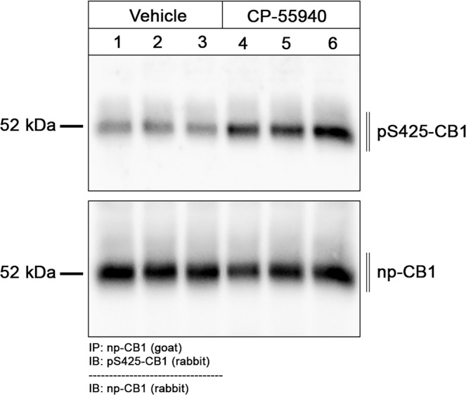 Immunoblotting of phosphorylated CB1 in agonist treated mice.Six different wildtype animals were used. Number 1 to 3 were treated with vehicle and Number 4 to 6 with CP-55940 for 30 min. Organs were removed rapidly and frozen in liquid nitrogen After tissue preparations, CB1 receptors were extracted using goat np-CB1 bound to protein A beads. After blotting, the membranes were treated with the phosphosite-specific rabbit antibody pS425-CB1, stripped (dashed line) and reprobed with rabbit phosphorylation-independent anti-CB1. Note that there is some CB1-phosphorylation constitutive signal in vehicle-treated mice. Molecular mass on the left in kDa.