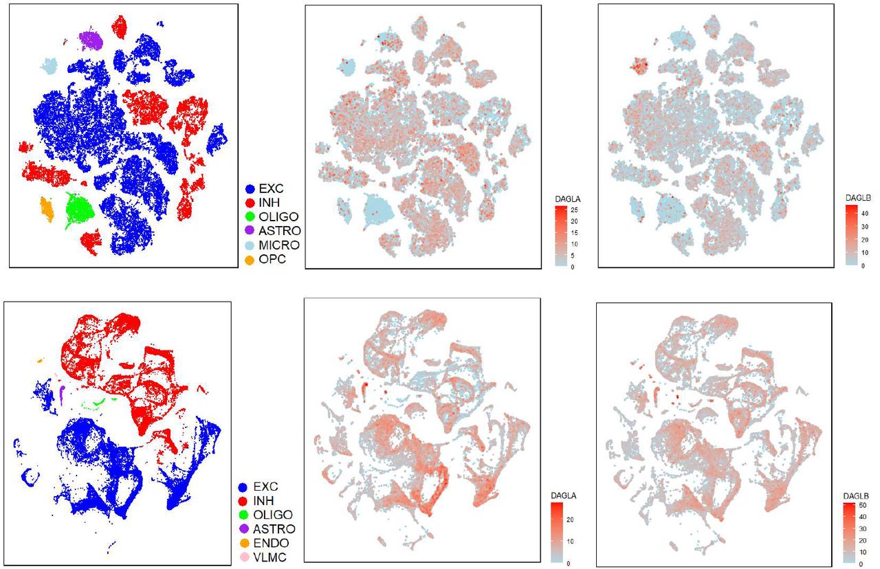 DAGL distribution across brain cell types in human and mouse.The top panel shows the tSNE projection of 49,495 cells from multiple human cortical areas. The cells cluster into distinct classes based on SMARTseq gene expression and these are indicated at the left. It is clear that both DAGLα and DAGLβ show wide expression, mostly in the excitatory cells. Interestingly DAGLb shows a market expression in the microglial cluster (light blue). The bottom panel shows the UMAP projection of 77,000 cells from cortical and hippocampal areas of the mouse brain. The same picture emerges as with the human data.