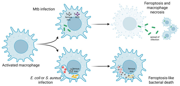 Ferroptosis and bacterial infection. In Mtb infection, increased levels of ferrous iron and ROS lead to membrane breakdown, resulting ferroptosis and macrophage necrosis (upper scenario). This allows Mtb to disseminate to other cells. In other infections (e.g., E. coli or S. aureus), bacteria undergo a ferroptosis-like death within the vacuole. Figure adapted from [78] and created with Biorender.com. Mtb—Mycobacterium tuberculosis.