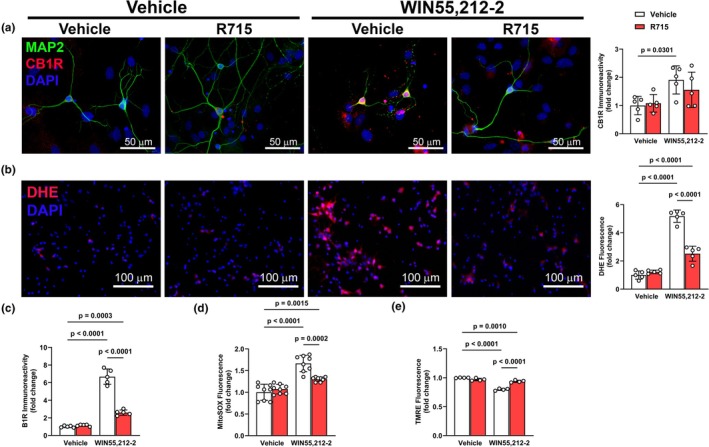 WIN55,212‐2‐induced effects in primary neurons are mediated in part by B1R. Quantification of CB1R (a), DHE (b), and B1R (c) expression following WIN55,212‐2 with or without B1R antagonist pretreatment. WIN55,212‐2 increased CB1R, B1R and oxidative stress, and was attenuated by pharmacological inhibition of B1R. Mitochondrial superoxide (MitoSOX, d) and membrane potential (TMRE, e) showed impaired mitochondrial function with WIN55,212‐2, partially rescued by B1R antagonism. Data are presented as mean ± SD. n = 5–8 independent cultures/group: One‐way ANOVA followed by Tukey's multiple comparisons.