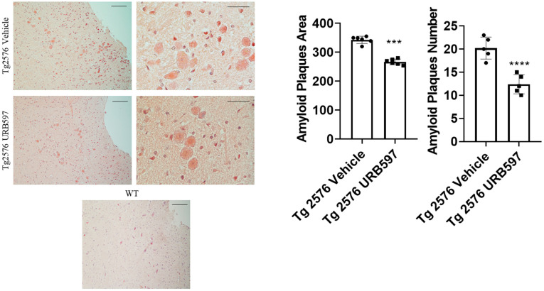 Congo Red analysis in sagittal sections including either vehicle or URB597-treated Tg2576 mice. Images show amyloid plaques. Analysis was performed by considering 4 magnification fields; area was expressed in μm2 and values were expressed as mean ± SD of total positive cells expressed in both brain regions from 6 independent experiments for each experimental group, using unpaired Student t test. Significance levels were marked as follows: *** p < 0.001, and **** p < 0.0001. Magnification 10× and 40×.