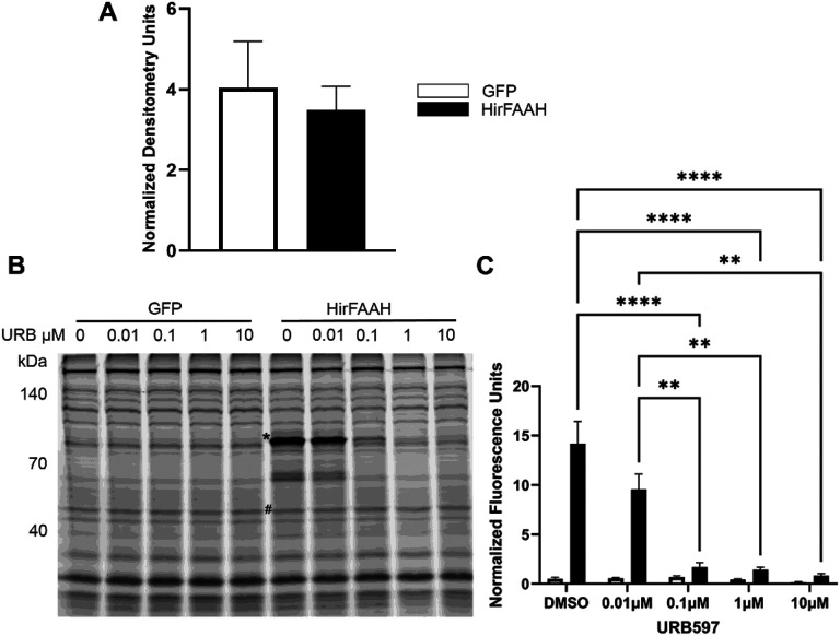 Serine hydrolase activity of HirFAAH. (a) Relative expression of GFP and HirFAAH in membrane fractions based on the quantification of the GFP protein band normalized to the loading control alpha tubulin. (b) Representative fluorescent image of TAMRA-FP™ labeled membrane fractions from GFP- and HirFAAH-expressing cells. An asterisk (*) notes serine hydrolase activity at a molecular weight (83 kDa) consistent with FAAH that is not present in the GFP samples. Both GFP- and HirFAAH-containing samples were treated with increasing concetrations of URB597, which decreased serine hydrolase activity at the 83 kDa band. (c) Quantitation of serine hydrolase activity with increasing concentrations of URB597 was measured in the HirFAAH band (*) or 83 kDa region in the GFP samples was normalized to the fluorescence signal from the 55kDa band (#), panel B. Activity is shown as the mean and standard error and signficant decreases in activity were observed at 0.1, 1, and 10 μM URB (****P<0.0001 and ** P<0.01).