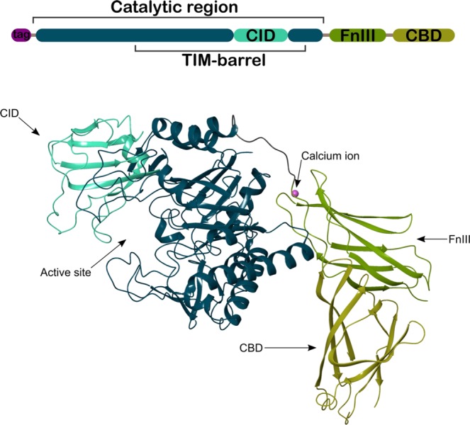 Overall structure of ChiA74. The scheme of the multidomain enzyme is shown at the top of the image. The catalytic region is composed of the characteristic (α/β)8-TIM-barrel and the chitinase insertion domain (CID), in dark blue and cyan, respectively. The fibronectin type III (FnIII) and the chitin binding domain (CBD), in green and lemon colors, respectively, are located at the C-terminal region. The rest of the image shows the active site into the cavity formed between the CID and the (α/β)8-TIM-barrel, indicated with an arrow. Two loops of the FnIII domain (green) and the linker loop to the (α/β)8-TIM-barrel keeps a highly coordinated calcium ion. The CBD at the C-terminal is shows in lemon color. The image only shows one molecule, for clarity, of two contained in the asymmetric unit.