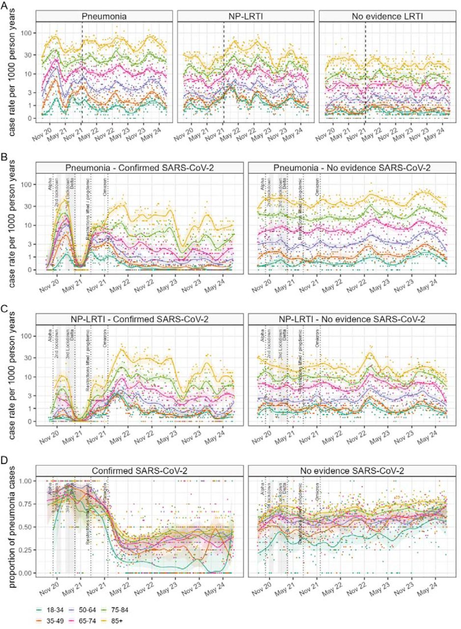 Weekly case rates of aLRTD Hospitalisations between Aug 2020 and Jul 2024 by Age Group(A) Weekly cases rates of aLRTD stratified by clinical presentation for pneumonia, non-pneumonic lower respiratory tract infection (NP-LRTI) and cases with no evidence of lower respiratory tract infection (LRTI). Rates are stratified by age category and expressed as new cases per week per 1,000 person-years. The dashed line indicates data already published5. (B) Weekly cases rates of pneumonia stratified by SARS-CoV-2 PCR status. (C) Weekly cases rates of NP-LRTI stratified by SARS-CoV-2 PCR status. (D) Proportion of pneumonia cases stratified by SARS-CoV-2 PCR status.
