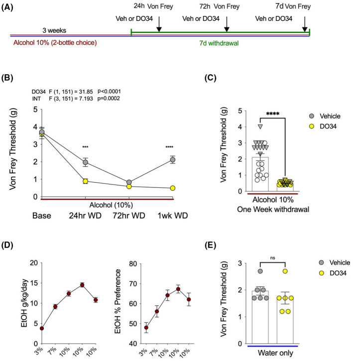 DO34 exacerbates mechanical hypersensitivity during EtOH withdrawal. (A) Schematic of experimental timeline and drug treatments. (B) DO34 decreased Von Frey threshold at 24 h and one‐week into EtOH withdrawal relative to vehicle‐treated mice. (C) The same results as 1 week withdrawal separating males (circles) and female (triangles) data points for visual representation of data distribution. (D) Weekly EtOH intake and preference for mice shown in (B and C). (E) D034 does not affect sensitivity thresholds in water‐only drinking mice. F and p values on graphs represent main effects and interaction from two‐way ANOVA. ***p < 0.001, ****p < 0.0001 via post hoc Holm–Sidak pairwise comparisons or unpaired t‐test. NS; not significant. Data presented as individual mice (triangles males and circles females) and Mean ± SEM, number of subjects per group as follows: Graphs B/C/D n = 20 per group (72 hr withdrawal DO34 treatment n = 19). Graph E n = 6 per group.