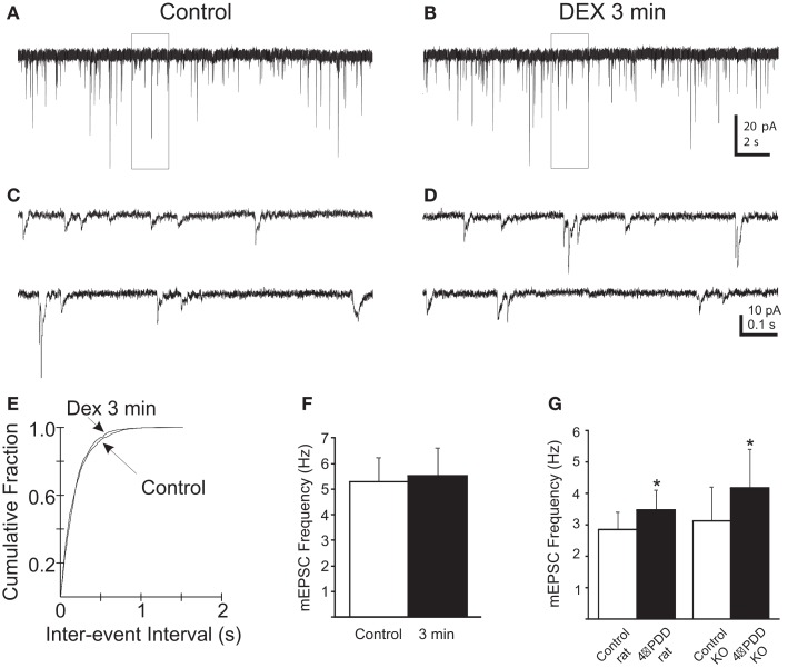 Rapid increase in mEPSC frequency in PVN gastric-related preautonomic neurons elicited by dexamethasone (DEX) at 3 min depends on TRPV1 and TRPV4 receptors. (A,B) Sequential recordings of mEPSCs observed in an EGFP-labeled PVN neuron at a holding potential of −60 mV in the presence of AM251 and the selective TRPV1 (5′-iRFT) and TRPV4 (RN1734) antagonists during control conditions (A) and after 3 min (B) of bath application of 10 μM DEX. (C,D) Expanded traces from the boxed areas in the traces shown in (A,B). (E) Cumulative probability plots of inter-mEPSC interval distribution from the same cell showed no significant increase at 3 min in mEPSC frequency (p < 0.02; K–S test). (F) No change in group means in mEPSC frequency after by 10 μM DEX at 3 and 9 min (n = 5; p > 0.05; ANOVA, Tukey’s). (G) 4-α-PDD (1 μM), a selective TRPV4 receptor agonist, increased the mEPSC frequency in gastric-related preautonomic PVN neurons from rat (n = 4) and TRPV1 knockout mice (n = 6; p < 0.05; t-test).