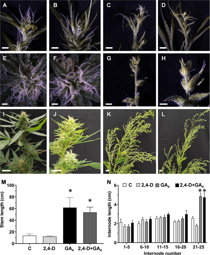 Effect of exogenous hormones on plant and inflorescence architecture under short-day photoperiod. Shoot apex of cannabis plants 13 (A–D), 28 (E–H), and 33 (I–L) days after plant growth regulator application. A, E, I, Control, (B, F, J) 4.5 ppm of synthetic auxin 2,4-D, (C, G, K) 100 ppm gibberellic acid GA4, (D, H, L) 100 ppm GA4 + 4.5 ppm 2,4-D. Bar = 2 mm for (A–H), and 2 cm for (I–L). M, Stem length and (N) internode length 42 days after hormone application. Significant differences between each treatment and the control (C) were determined by one-way ANOVA, Dunnet’s test, *P ≤ 0.05. Presented data are averages ± SE (n = 3–4 for M; n = 15–20 for N).