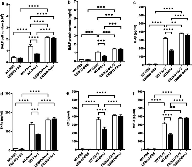 Genetic deletion of CB2R worsens PA-induced lung injury and inflammation. CB2KO and WT mice were pre-treated with JWH133 and exposed PA. Control mice received i.t. injections of PBS. BALF was collected after 24 h and total cell number (a), and total protein content (b) were determined. ELISA detection of inflammatory cytokines IL-1β (c), TNF-α (d), and chemokines KC (e) and MIP-2 (f) in the BALF at 24 h after PA exposure. n = 5-8, **p < 0.01, ***p < 0.001, ****p < 0.0001. Data are presented as mean ± SEM