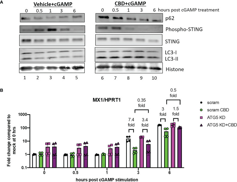 CBD leads to rapid down regulation of phosphor-STING expression after 2’3’-cGAMP stimulation. (A) Western blot analysis of THP-1 cells that were treated with either vehicle or CBD, followed by 2’3-cGAMP stimulation. Cells were harvested at 0, 0.5, 1, 3, 6 hours post stimulation. The expression of autophagy markers (p62/LC3-II), STING and phospho-STING, and histone protein control in vehicle (lane 1-5) and CBD treated (lane 6-10) cells were analyzed. (B) THP-1 cells were transduced with either CRISPR/Cas9 system with either scramble or ATG5 targeting guide RNA. Afterwards, cells were treated with either vehicle or CBD, followed by 2’3’-cGAMP stimulation. Cells were harvested at 0, 0.5, 1, 3, 6 hours post stimulation and MX1/HPRT1 expression was measured by real time PCR.