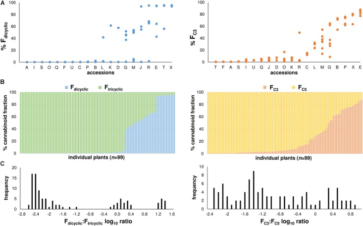 (A) Fdicyclic as well as FC3 chemotypic variation of mature plants within accessions. Accessions ordered on the x-axis from low to high chemotypic values. Fdicyclic as well as FC3 values on the y-axis describe the relative abundance of dicyclic as well as C3-alkyl cannabinoid fractions. Letters specify accession ID (Table 1). (B) Distribution patterns of the major Fdicyclic/Ftricyclic as well as FC3/FC5 values of 99 Cannabis plants at maturation. Individual plants ordered on the x-axis from low to high Fdicyclic as well as FC3 chemotypic values. Fdicyclic/Ftricyclic as well as FC3/FC5 values on the y-axis describe the relative abundance of dicyclic as well as C3-alkyl cannabinoid fractions. (C) Fdicyclic: Ftricyclic as well as FC3: FC5 log10 ratios of 99 mature Cannabis plants. Log10 frequency distributions of Fdicyclic: Ftricyclic chemotypic values show three discrete distributions, while Log10 frequency distributions of FC3: FC5 chemotypic values have no obvious distribution pattern; C5-alkyl cannabinoid fractions (FC5); C3-alkyl cannabinoid fractions (FC3); dicyclic cannabinoid fractions (Fdicyclic); and tricyclic cannabinoid fractions (Ftricyclic).