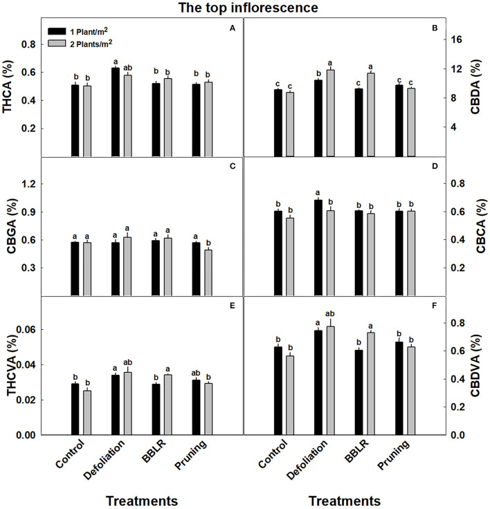 Cannabinoid concentrations at the top inflorescence of cannabis plants grown under two densities and four architectural modulation treatments. The results are means and SE (n = 6). THCA (A), CBDA (B), CBGA (C), CBCA (D), THCVA (E), and CBDVA (F). Different letters above the bars represent significant differences between treatments by Tukey HSD test at α = 0.05. “BBLB” removal of leaves and branches from the bottom part of the plant.