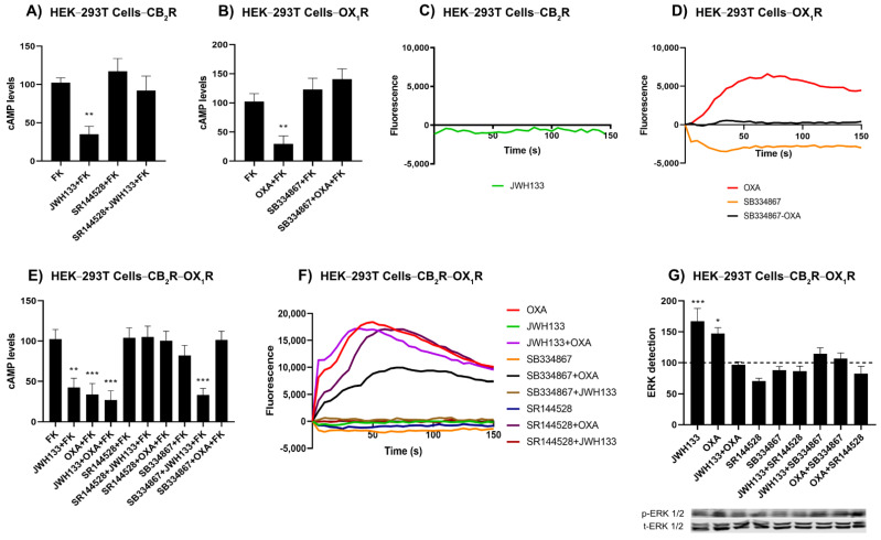 Functionality of OX1R-CB2R heteromer in HEK-293T cells. (A,B,E) HEK-293T cells were transfected with the cDNA for the CB2 receptor (1 μg) (A), for the OX1 receptor (1 μg) (B) or both (E) and were pretreated with selective receptor antagonists (1 μM SB334867 for OX1R or 1 μM SR144528 for CB2R) or vehicle and treated with selective agonists (100 μM Orexin-A for OX1R and/or 100 nM JWH133 for CB2R) followed by 0.5 μM forskolin stimulation (15 min). Values are the mean ± S.E.M. of six independent experiments performed in triplicates. One-way ANOVA followed by Bonferroni’s multiple comparison post hoc test were used for statistical analysis (** p < 0.01, *** p < 0.001) versus FK condition. (C,D,F) HEK-293T cells were transfected with the cDNA for the GCaMP6 calcium sensor (1 μg) and for the CB2 receptor (1 μg) (C), for the OX1 receptor (1 μg) (D) or both receptors (F). Receptors were activated using selective agonists (100 nM orexin-A for OX1R and/or 100 nM JWH133 for CB2R). When indicated, cells were pretreated with selective antagonists (1 μM SB334867 for OX1R or 1 μM SR144528 for CB2R). Cytosolic calcium readings were collected and data are the mean ± S.E.M. from six independent experiments. (G) ERK1/2 phosphorylation was determined in HEK-293T cells expressing the CB2 receptor (1 μg cDNA) and the OX1 receptor (1 μg cDNA). Results are expressed in percentage with respect to basal condition. Values are the mean ± S.E.M. of five independent experiments performed in triplicates. A resentative Western blot is shown (bottom). p-ERK1/2: phosphorylated ERKs; t-ERK1/2: total ERKs. * p < 0.05, *** p < 0.001. One-way ANOVA followed by Bonferroni’s multiple comparison post hoc test were used for statistical analysis * p < 0.05 versus basal condition in ERK1/2 phospohorylation assays or versus FK condition in cAMP determination assays (dashed line).