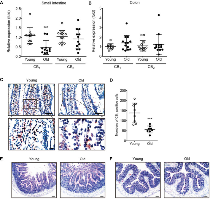 The expression of CB1 was decreased in old rat small intestine. (A, B) qPCR was conducted to detect RNA expression levels of CB1 and CB2 in both young (white dot) and old (black dot) tissues of the small intestine (A) and colon (B). Statistical differences were determined using t-test; triple asterisks (***) indicate p<0.001. Results are presented as means ± SEMs. n=10-12 per group. GAPDH was used for the loading control. (C) Immunohistochemistry staining was used to detect CB1 expression in the small intestine of young and old rats. Scale bar, 50 μm. (D) The graph shows the result of quantitative analyses by using counting of CB1 positive cells in each phase. (***) indicate p<0.001. Results are presented as means ± SEMs. n=8 per group. (E, F) Small intestine (E) and colon (F) tissue sections from young and old rats were stained with H&E. No significant change in histology was observed in either the small intestine or colon. Scale bar, 100 μm.