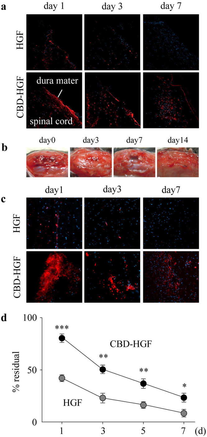Binding capacity of CBD-HGF. Fluorescence-labelled CBD-HGF and HGF were administered into spinal cords (a) and gelatin-FA hydrogels were implanted into injured dura mater (b,c). At appropriate time intervals after the procedure, mice were killed and the sections were examined by fluorescence microscopy. (a,c) HiLyte Fluor 555-labelled CBD-HGF/HGF is shown in red. Representative photographs from each group (3 mice) are shown. (b) Representative gross appearance after the procedure (3 mice). (d) Gelatin-FA solution containing CBD-HGF or HGF (each 100 ng) was gelled by irradiation with visible light and incubated with PBS at 37 °C. Concentrations of HGF in the remaining gel were measured by ELISA (n = 4 each). *p < 0.05, **p < 0.01, ***p < 0.001.