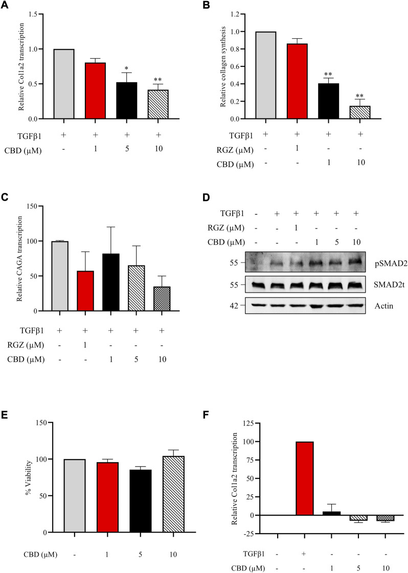 CBD inhibits collagen transcription and synthesis in vitro without altering SMAD2 pathway. (A) Col1a2 transcriptional activity in NIH-3T3 cells pretreated with CBD for 1 h and stimulated with TGFβ1 for the following 24 h (n = 4) (B) Effect of CBD pretreatment on soluble collagen release by human dermal fibroblast using the Sircol Assay. Fibroblasts were pretreated with CBD for 1 h and stimulated with TGFβ1 for 48 h and collagen was measured in the culture media (n = 3). (C) Effect of CBD on SMAD-dependent transcriptional activity. NIH-3T3 cells were transfected with the CAGA-Luc plasmid, preincubated with the indicated concentrations of CBD for 1 h and stimulated with TGFβ1 (10 ng/ml) for 6 h. Then, cells were lysed for luciferase activity (n = 3). Data are expressed as mean ± S.D. relative to control cells. *p < 0.05; **p < 0.01; ***p < 0.001 vs TGFβ1-treated cells. (D) CBD effect on SMAD2 phosphorylation. NHDF cells were incubated in low serum conditions (1% FBS) for 24 h. Then cells were pretreated with CBD or Rosiglitazone (RGZ) for 1 h and stimulated with TGFβ 1 (10 ng/ml) for 2 h. (E) Viability of NIH3T3 cells treated with different concentrations of CBD after 24 h expressed as percentage taking control as 100% (n = 3). (F) Effect of CBD treatment on Col1a2 transcriptional activity in NIH-3T3 cells (n = 3).