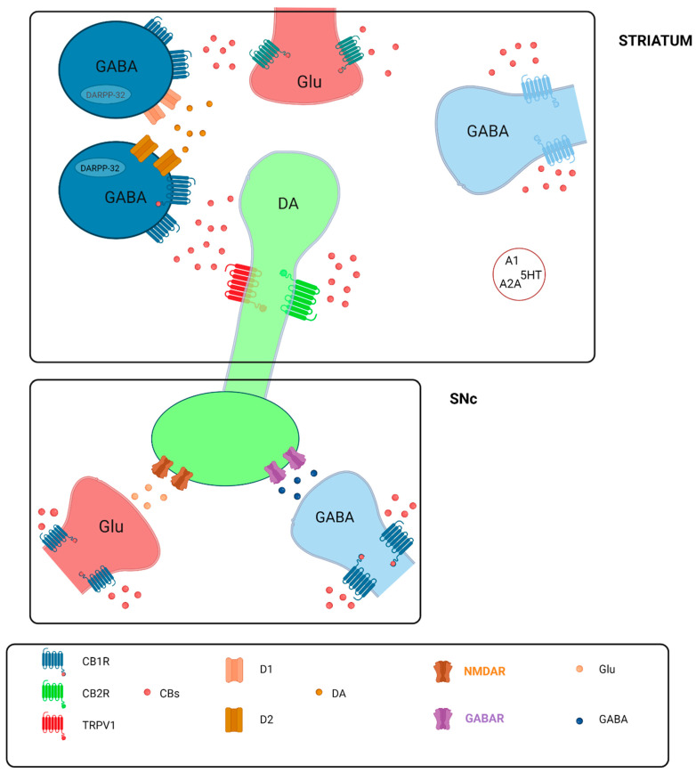 The distribution of the CB1R and CB2R in the striatum of the rat.