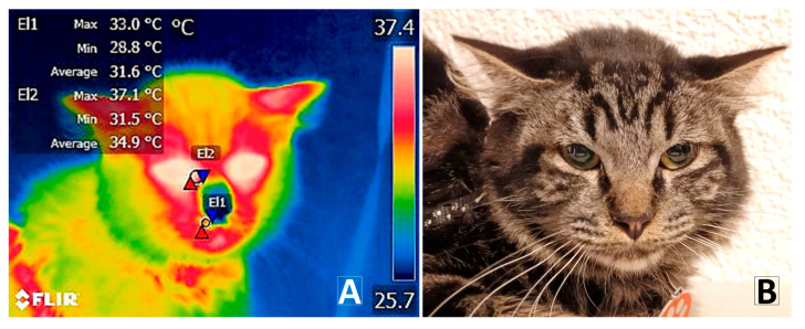 Infrared imaging in cats. (A) Surface temperature of the thermal windows, lacrimal caruncle (T°CAR) (El2), and right nostril (T°Rightnostril) (El1). (B) Digital version of the radiometric image. Red triangles represent the highest temperatures. Blue triangles represent the lowest temperatures.