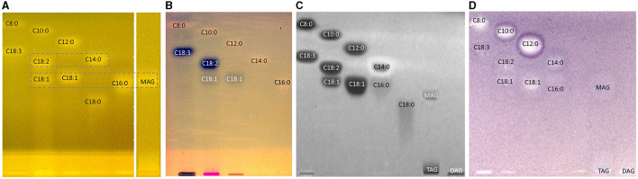 HPTLC RP-18 W chromatograms (A, B) and bioautograms (C, D) of fatty acids (C8:0–C18:3) and acylglycerols (MAG, TAG, and DAG), 10 μg/band each, separated with acetonitrile/water 4:1 (V/V, with molecular sieve) up to 50 mm, detected (A) at FLD 366 nm after derivatization with rhodamine 6G reagent, and a white light illumination (in remission) after (B) derivatization as reagent sequence first with rhodamine 6G reagent followed by copper sulfate phosphoric acid reagent, (C) Gram-negative Aliivibrio fischeri bioassay (bioluminescence depicted as a greyscale image), and (D) Gram-positive Bacillus subtilis bioassay.