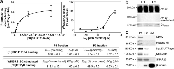 a Radioligand and [35S]GTPγS binding assays in P1 and P2 fractions from the adult rat brain cortex. Representative saturation binding curve for [3H]SR141716A (0.01–10 nM) and representative dose–response curve of WIN 55,212-2 (0.1 nM–10 μM) stimulated [35S]GTPγS binding (right), both in P1 fraction from the adult rat cortex. Non-specific binding in stimulated [35S]GTPγS binding assays was determined in the presence of 10 μM unlabelled GTPγS. Each point in both curves corresponds to the mean ± SEM value of one representative experiment performed in triplicate and duplicate for radioligand and [35S]GTPγS binding assays, respectively. The accompanying table shows maximal number of sites (Bmax) and affinity (KD) values for the selective CB1 receptor antagonist [3H]SR141716A and the maximal effect (Emax) and potency (EC50) of the CB1 cannabinoid receptor agonist WIN 55,212-2 to stimulate [35S]GTPγS binding assays in P1 and P2 subcellular fractions of the adult rat cortex. Values shown in the table are mean ± SEM of at least three independent experiments. b Western blot analysis against CB1 receptor and G inhibitory protein alpha subunits (Gαi-1,2,3) in both P1 and P2 subcellular fractions from adult rat brain cortex (20 µg/lane). c Western blot analysis of P1, P2 and Cyt fractions from the adult rat cortex (10 µg/lane) with antibodies against subcellular fraction-specific antigens: NPCx (62 kDa component of the nuclear pore complex), Histone H1, Na+/K+ ATPase (α1 subunit of Na+/K+ ATPase); NMDAR1 (NR1 subunit of the NMDA receptor), SNAP25 (synaptosome-associated protein 25) and β-tubulin (see Supplementary Table S1 for further details)