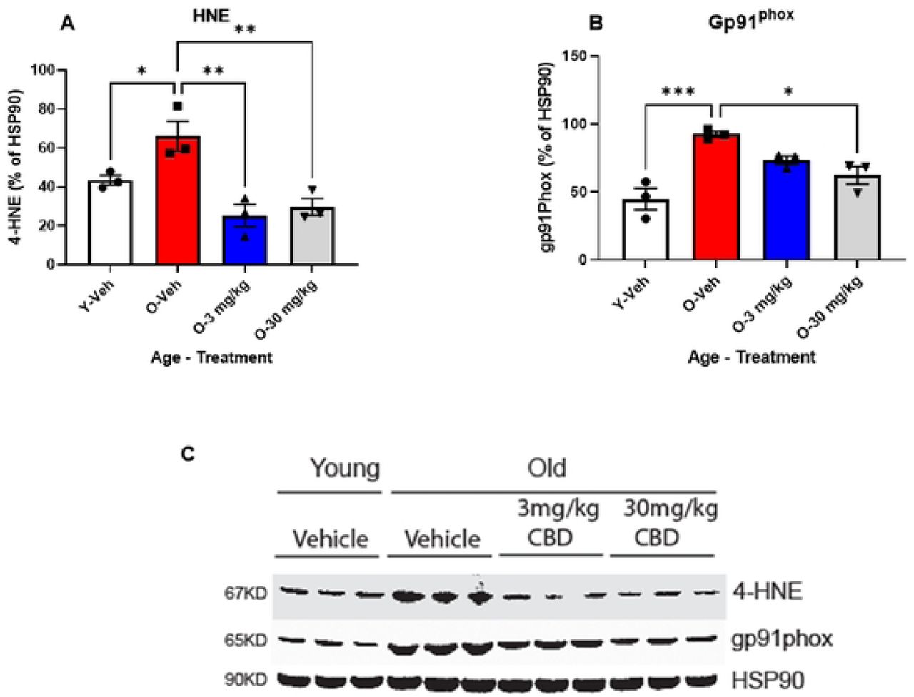 CBD treatment reverses age-related markers of lipid peroxidation and oxidative stress.Western blot analysis of hippocampal tissues taken from 12 mos-old vehicle treated SAMP8 mice (red bars) showed elevated expression of 4-HNE (A) and gp91phox. (B) compared to hippocampal tissues taken from 4 mos-old vehicle treated mice (white bars). Treatment of aged SAMP8 mice with 3 (blue bars) or 30 mg/Kg (gray bars) CBD reduced the expression of both 4-HNE (B) and gp91phox (C) in hippocampal tissues taken from these mice. (N=3 per group for all). C: Depicts a representative Western blot from these experiments.* P<0.05, ** P<0.01, *** P<0.001.