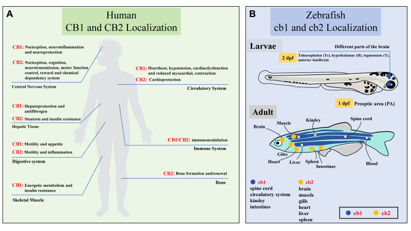 Endocannabinoid Receptor System. (A) In human, CB1 receptors exhibit prominent expression in the cerebral cortex, hippocampus, hypothalamus, cerebellum, spinal cord, and dorsal root ganglia, with additional presence in the enteric nervous system, adipocytes, endothelial cells, hepatocytes, muscle, and gastrointestinal tract. In contrast, CB2 receptors are primarily localized to immune tissues, including T and B cells, spleen, tonsils, and activated microglial cells. (B) In zebrafish, cb1 expression initiates in the pre-optic area at 1 dpf. During the late larval stage, cb1 expands to multiple brain regions including the telencephalon, hypothalamus, tegmentum, and anterior hindbrain. Adult tissues exhibit broad cb2 mRNA distribution, localized to the gills, heart, intestine, muscle, spleen, and central nervous system. Image adapted from [20].