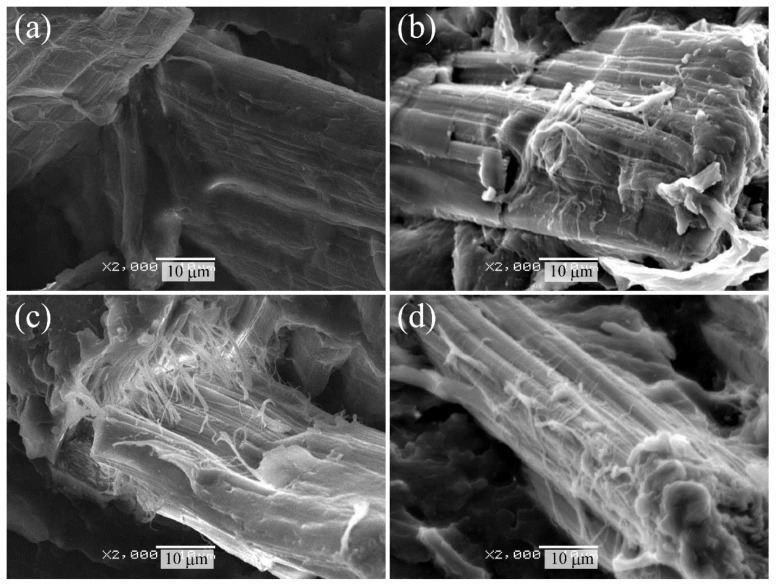 Scanning electron microscope (SEM) photographs of the cryogenically fractured surface of various surface-treated hemp-fiber-reinforced plant-derived polyamide 1010 (HF/PA1010) biomass composites: (a) HF_NaClO2, (b) HF_NaClO2 + EP, (c) HF_NaClO2 + A-1160, and (d) HF_NaClO2 + A-1160 + EP (×2000).